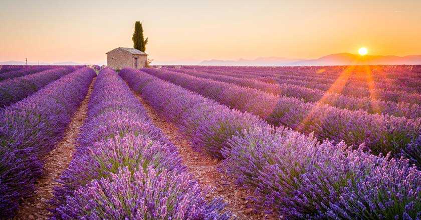 Champs de lavande en Provence